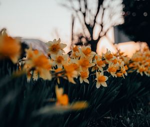 Preview wallpaper daffodils, flowers, spring, plant