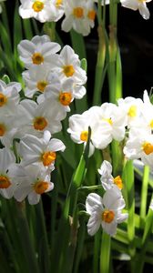 Preview wallpaper daffodils, flowers, spring, flowerbed, green, mood