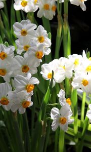 Preview wallpaper daffodils, flowers, spring, flowerbed, green, mood