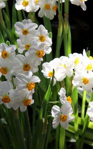 Preview wallpaper daffodils, flowers, spring, flowerbed, green, mood