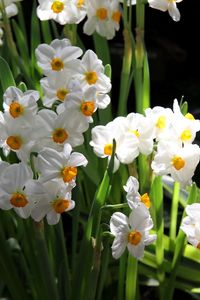 Preview wallpaper daffodils, flowers, spring, flowerbed, green, mood