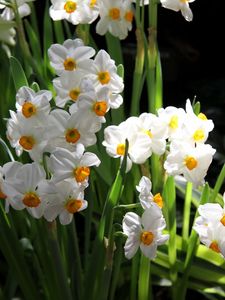 Preview wallpaper daffodils, flowers, spring, flowerbed, green, mood