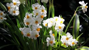 Preview wallpaper daffodils, flowers, spring, flowerbed, green, mood