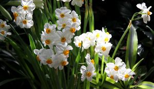 Preview wallpaper daffodils, flowers, spring, flowerbed, green, mood