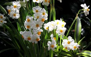 Preview wallpaper daffodils, flowers, spring, flowerbed, green, mood