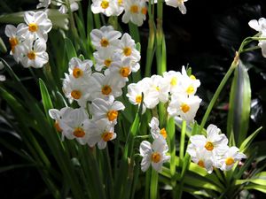 Preview wallpaper daffodils, flowers, spring, flowerbed, green, mood