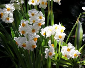 Preview wallpaper daffodils, flowers, spring, flowerbed, green, mood