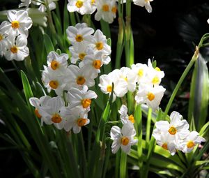 Preview wallpaper daffodils, flowers, spring, flowerbed, green, mood