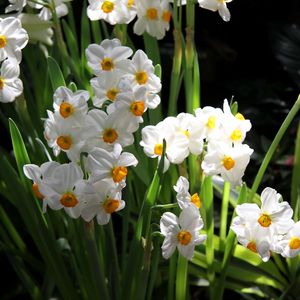 Preview wallpaper daffodils, flowers, spring, flowerbed, green, mood