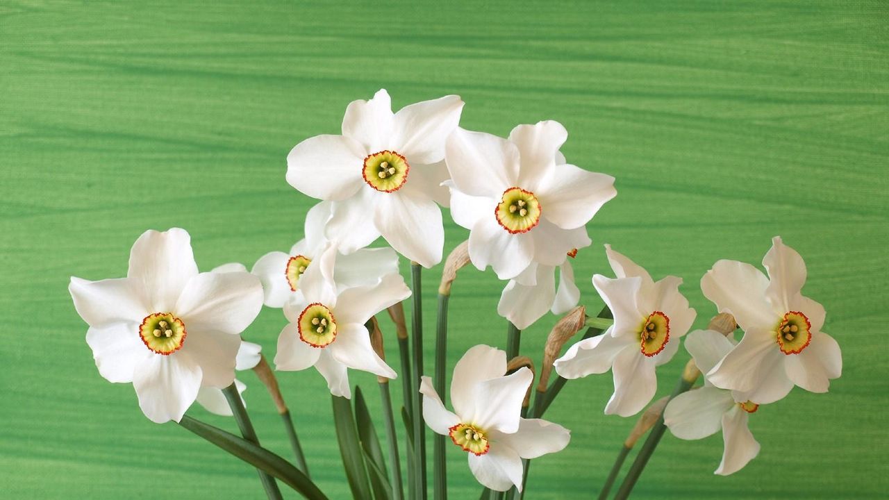 Wallpaper daffodils, flowers, spring, flower, background
