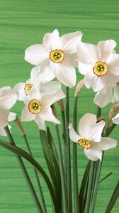 Preview wallpaper daffodils, flowers, spring, flower, background