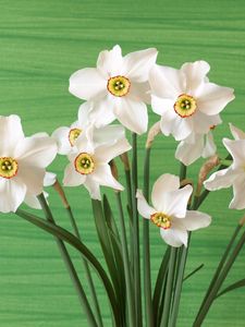 Preview wallpaper daffodils, flowers, spring, flower, background