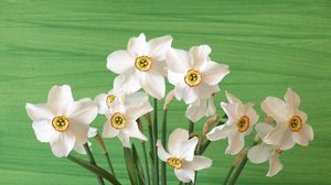 Preview wallpaper daffodils, flowers, spring, flower, background