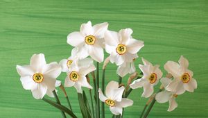 Preview wallpaper daffodils, flowers, spring, flower, background