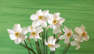 Preview wallpaper daffodils, flowers, spring, flower, background