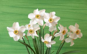 Preview wallpaper daffodils, flowers, spring, flower, background