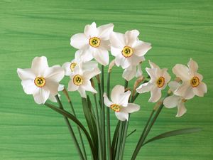 Preview wallpaper daffodils, flowers, spring, flower, background