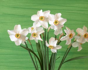 Preview wallpaper daffodils, flowers, spring, flower, background