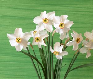 Preview wallpaper daffodils, flowers, spring, flower, background