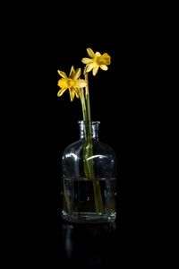 Preview wallpaper daffodils, flowers, vase, glass