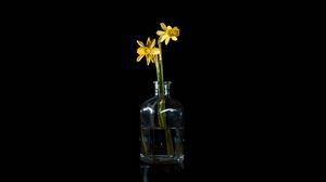Preview wallpaper daffodils, flowers, vase, glass