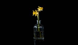 Preview wallpaper daffodils, flowers, vase, glass