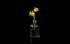Preview wallpaper daffodils, flowers, vase, glass