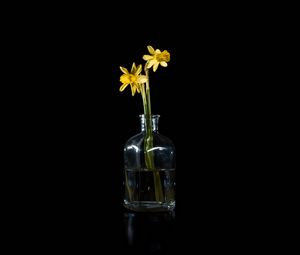 Preview wallpaper daffodils, flowers, vase, glass