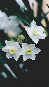 Preview wallpaper daffodils, flowers, white, blur