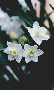 Preview wallpaper daffodils, flowers, white, blur