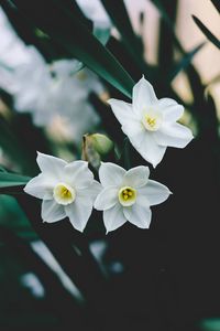 Preview wallpaper daffodils, flowers, white, blur