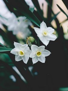 Preview wallpaper daffodils, flowers, white, blur