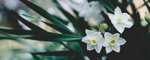 Preview wallpaper daffodils, flowers, white, blur