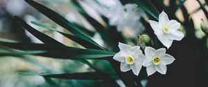 Preview wallpaper daffodils, flowers, white, blur