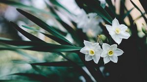 Preview wallpaper daffodils, flowers, white, blur