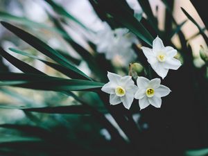 Preview wallpaper daffodils, flowers, white, blur