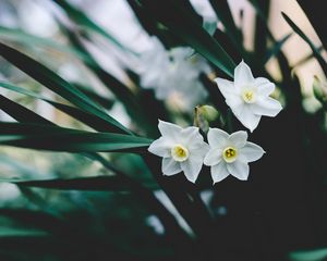 Preview wallpaper daffodils, flowers, white, blur