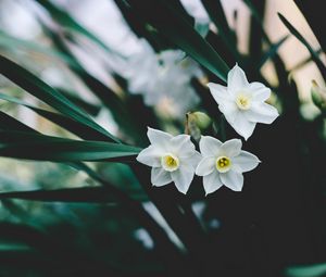 Preview wallpaper daffodils, flowers, white, blur