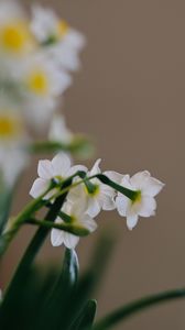 Preview wallpaper daffodils, flowers, white, plant, spring