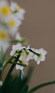 Preview wallpaper daffodils, flowers, white, plant, spring