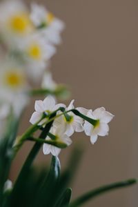 Preview wallpaper daffodils, flowers, white, plant, spring