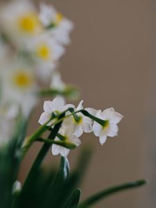 Preview wallpaper daffodils, flowers, white, plant, spring