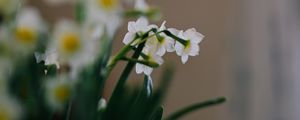 Preview wallpaper daffodils, flowers, white, plant, spring