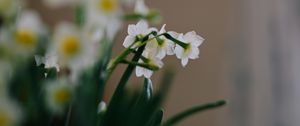 Preview wallpaper daffodils, flowers, white, plant, spring