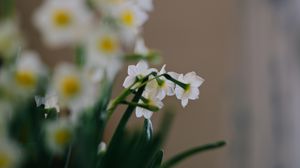 Preview wallpaper daffodils, flowers, white, plant, spring