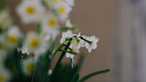 Preview wallpaper daffodils, flowers, white, plant, spring