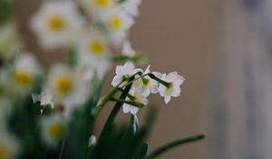 Preview wallpaper daffodils, flowers, white, plant, spring