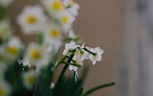 Preview wallpaper daffodils, flowers, white, plant, spring