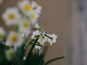 Preview wallpaper daffodils, flowers, white, plant, spring