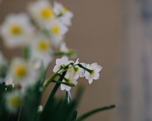 Preview wallpaper daffodils, flowers, white, plant, spring